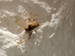 Gryllomorpha dalmatina