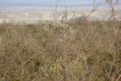 Amphispiza bilineata