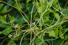 Cuscuta