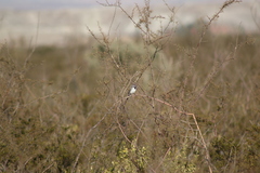 Amphispiza bilineata