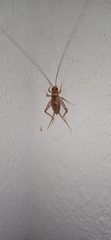 Gryllodes sigillatus