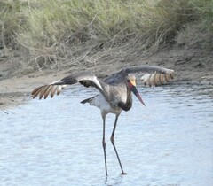Ephippiorhynchus senegalensis