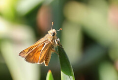 Ochlodes sylvanoides