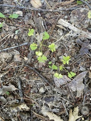 Oxalis stricta