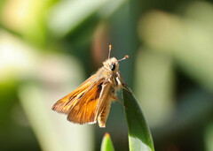 Ochlodes sylvanoides