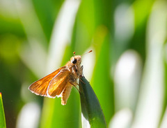 Ochlodes sylvanoides