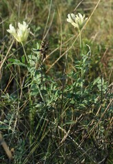 Astragalus albicaulis