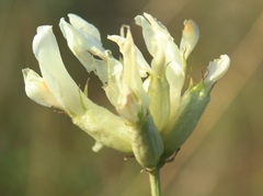 Astragalus albicaulis