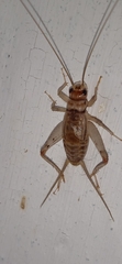 Gryllodes sigillatus