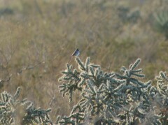 Campylorhynchus brunneicapillus