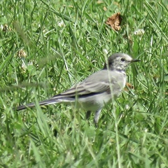 Motacilla alba alba