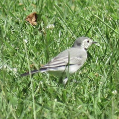 Motacilla alba alba