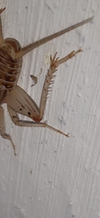 Gryllodes sigillatus