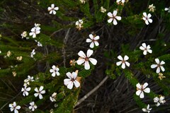 Adenandra obtusata
