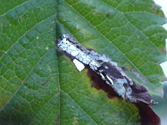 Phyllonorycter tristrigella