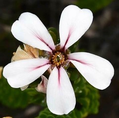 Adenandra obtusata