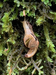 Parmavitrina planilabris