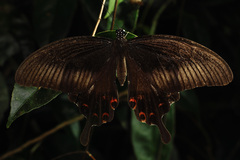 Papilio helenus