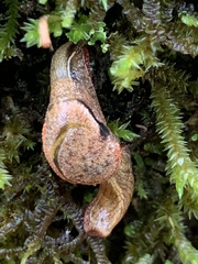 Parmavitrina planilabris