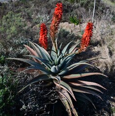 Aloe arborescens × ferox