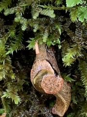Parmavitrina planilabris