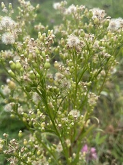 Erigeron canadensis