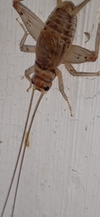 Gryllodes sigillatus
