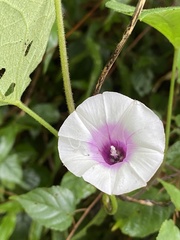 Ipomoea
