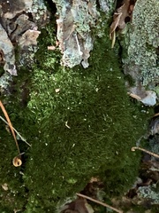 Dicranum montanum