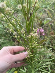 Erigeron canadensis
