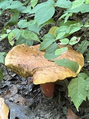 Baorangia bicolor