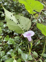 Ipomoea