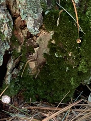 Dicranum montanum