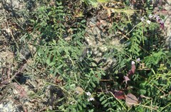 Astragalus austriacus