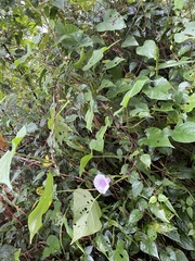 Ipomoea