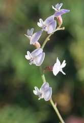 Astragalus austriacus