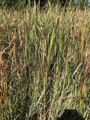 Typha latifolia