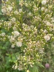 Erigeron canadensis