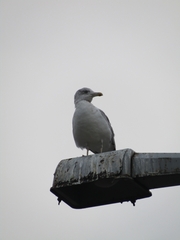 Larus argentatus