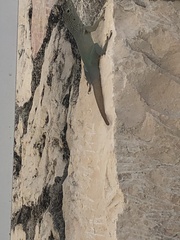 Anolis grahami