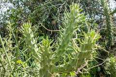 Euphorbia tirucalli