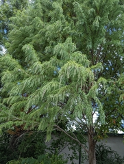 Cedrus deodara
