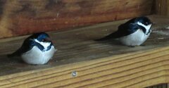 Hirundo albigularis