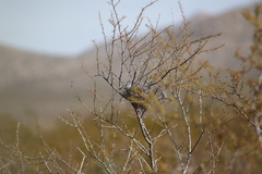 Campylorhynchus brunneicapillus