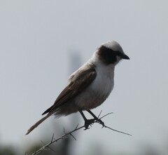 Eurocephalus anguitimens