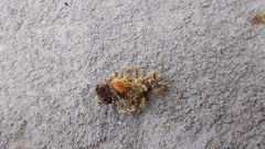 Reduviinae