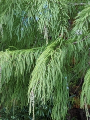 Cedrus deodara