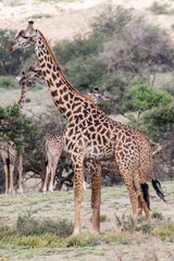 Giraffa camelopardalis tippelskirchi