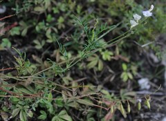 Astragalus austriacus