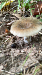 Russula cerolens